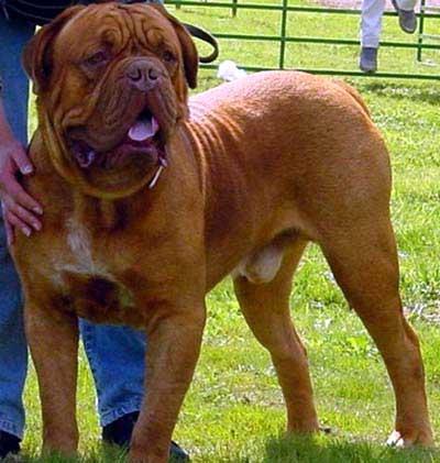 5.法国波尔多（Dogue de Bordeaux）  原产地：法国.jpg