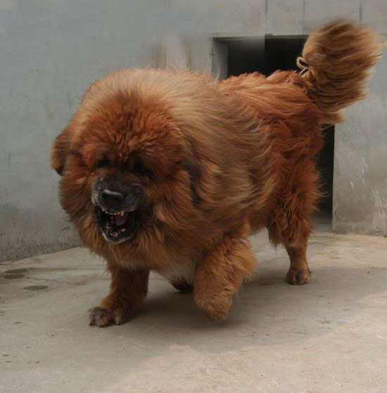 1.猛犬霸主中国藏獒.jpg